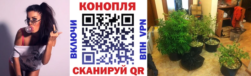 Шишки марихуана план  мега маркетплейс  даркнет официальный сайт  Карачев 
